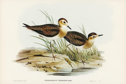 Brown Plover-Charadrius veredus Black Ornate Wood Framed Art Print with Double Matting by Gould, John