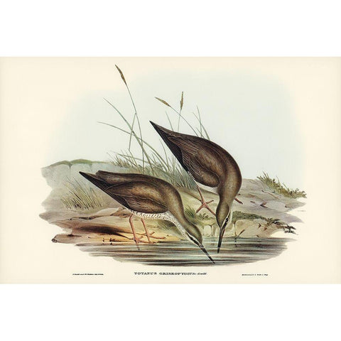 Grey-rumped Sandpaper-Totanus griseopygius Gold Ornate Wood Framed Art Print with Double Matting by Gould, John