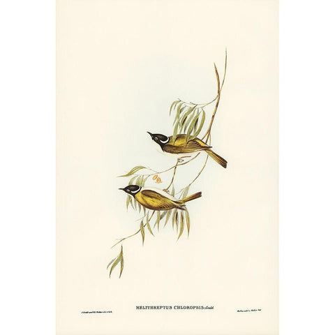 Swan River Honey-eater-Melithreptus chloropsis Gold Ornate Wood Framed Art Print with Double Matting by Gould, John