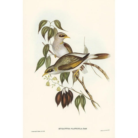 Yellow-throated Miner-Myzantha flavigula Gold Ornate Wood Framed Art Print with Double Matting by Gould, John