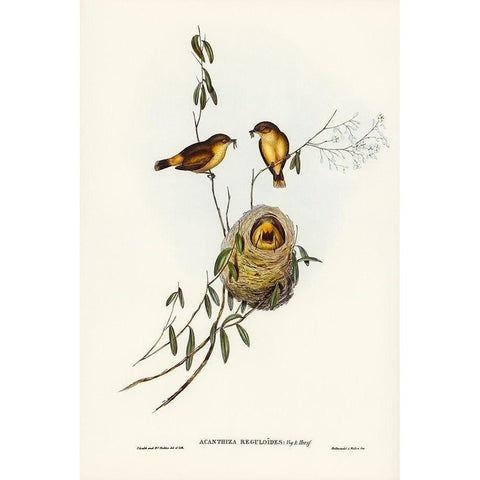 Regulus-like Acanthiza-Acanthiza Reguloides Black Modern Wood Framed Art Print with Double Matting by Gould, John