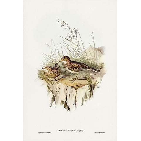 Australian Pipit-Anthus Australis Gold Ornate Wood Framed Art Print with Double Matting by Gould, John