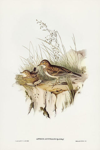 Australian Pipit-Anthus Australis Black Ornate Wood Framed Art Print with Double Matting by Gould, John