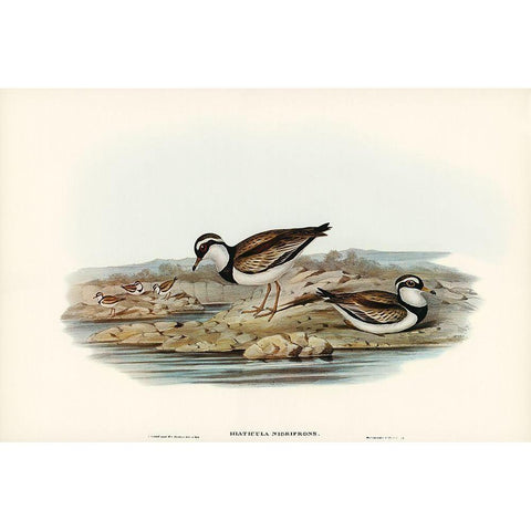 Black-fronted Dottrel-Hiaticula nigrifrons Gold Ornate Wood Framed Art Print with Double Matting by Gould, John