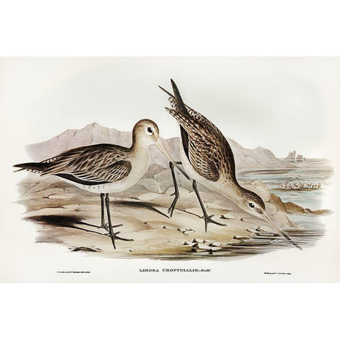 Barred-rumped Godwit-Limosa uropygialis Black Modern Wood Framed Art Print with Double Matting by Gould, John