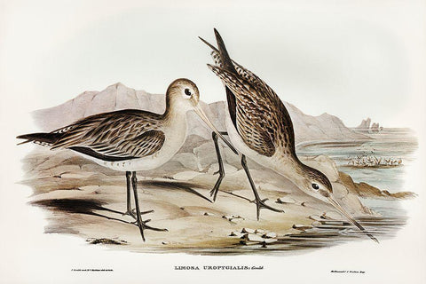 Barred-rumped Godwit-Limosa uropygialis White Modern Wood Framed Art Print with Double Matting by Gould, John