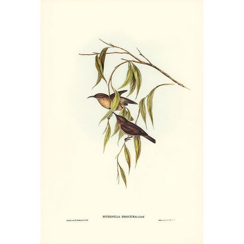 Obscure Honey-eater-Myzomela obscura Black Modern Wood Framed Art Print with Double Matting by Gould, John