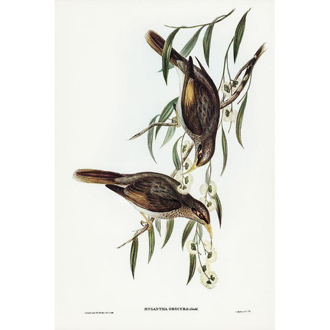 Sombre Honey-eater-Myzantha obscura White Modern Wood Framed Art Print by Gould, John