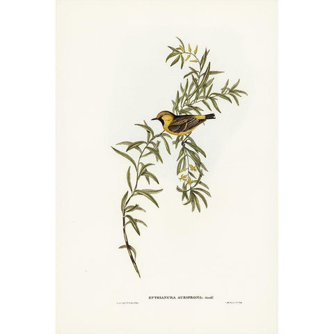 Orange-fronted chat-Ephthianura aurifrons Black Modern Wood Framed Art Print with Double Matting by Gould, John