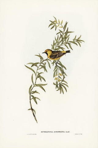 Orange-fronted chat-Ephthianura aurifrons White Modern Wood Framed Art Print with Double Matting by Gould, John