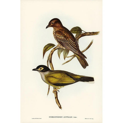 Australian Sphecotheres-Sphecotheres Australis Gold Ornate Wood Framed Art Print with Double Matting by Gould, John