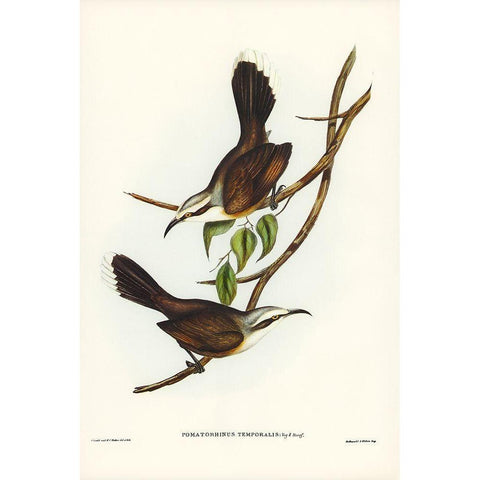 Temporal Pomatorhinus-Pomatorhinus temporalis Black Modern Wood Framed Art Print with Double Matting by Gould, John