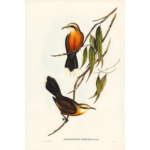 Red-breasted Pomatorhinus-Pomatorhinus rubeculus Gold Ornate Wood Framed Art Print with Double Matting by Gould, John