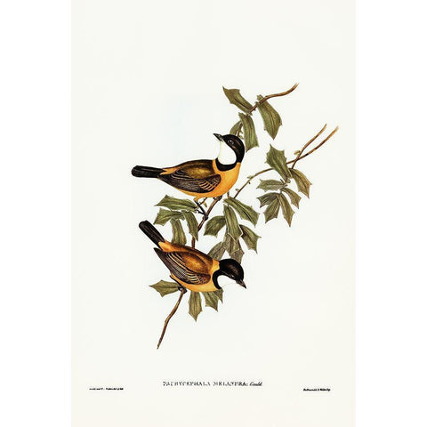 Black-tailed Pachycephala-Pachycephala melanura Gold Ornate Wood Framed Art Print with Double Matting by Gould, John