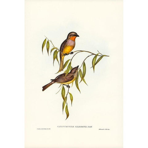 Gilbertâ€™s Pachycephala-Pachycephala Gilbertii White Modern Wood Framed Art Print by Gould, John