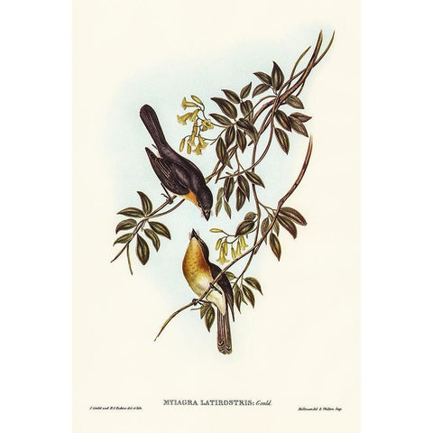 Broad-billed Flycatcher-Myiagra latirostris Gold Ornate Wood Framed Art Print with Double Matting by Gould, John