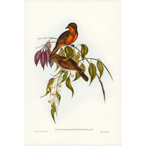 Red-throated Pachycephala-Pachycephala rufogularis White Modern Wood Framed Art Print by Gould, John