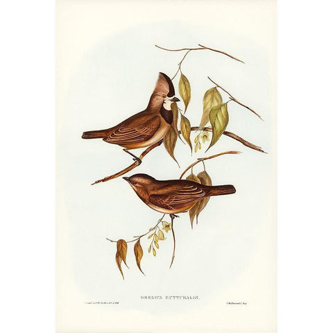 Crested Oreoica-Oreoica gutturalis White Modern Wood Framed Art Print by Gould, John