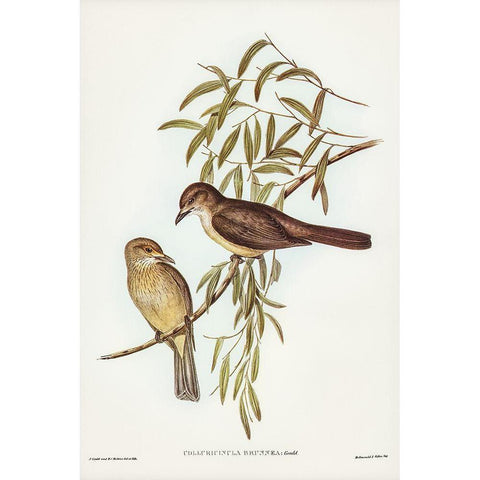 Brown Colluricincla-Colluricincla brunnea Gold Ornate Wood Framed Art Print with Double Matting by Gould, John