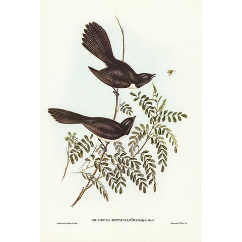 Black Fantailed Flycatcher-Rhipidura Motacilloides Black Modern Wood Framed Art Print with Double Matting by Gould, John