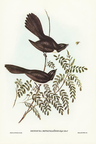 Black Fantailed Flycatcher-Rhipidura Motacilloides White Modern Wood Framed Art Print with Double Matting by Gould, John