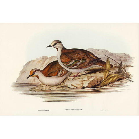 Brush Bronze-winged Pigeon-Peristera elegans Gold Ornate Wood Framed Art Print with Double Matting by Gould, John