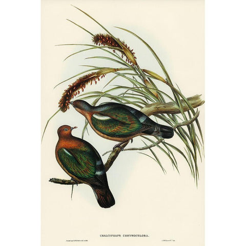 Little Green Pigeon-Chalcophaps chrysochlora Gold Ornate Wood Framed Art Print with Double Matting by Gould, John