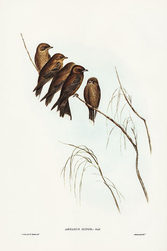 Image Only