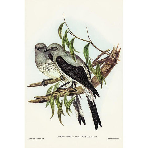 Ground Graucalus-Pteropodocys Phasianella White Modern Wood Framed Art Print by Gould, John