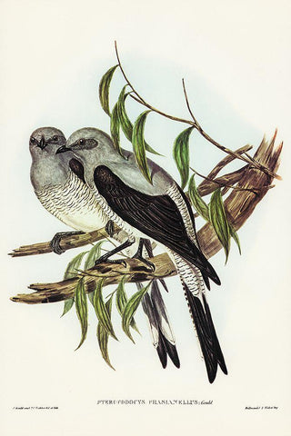 Ground Graucalus-Pteropodocys Phasianella Black Ornate Wood Framed Art Print with Double Matting by Gould, John