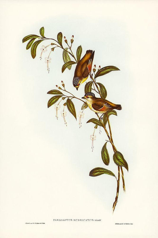 Image Only