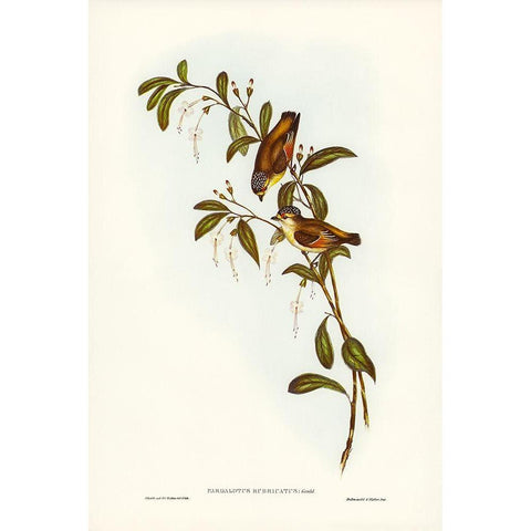 Red-lored Pardalote-Pardalotus rubricatus White Modern Wood Framed Art Print by Gould, John