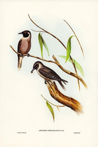 Masked Wood Swallow-Artamus personates Black Ornate Wood Framed Art Print with Double Matting by Gould, John