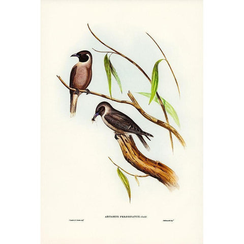 Masked Wood Swallow-Artamus personates Black Modern Wood Framed Art Print with Double Matting by Gould, John