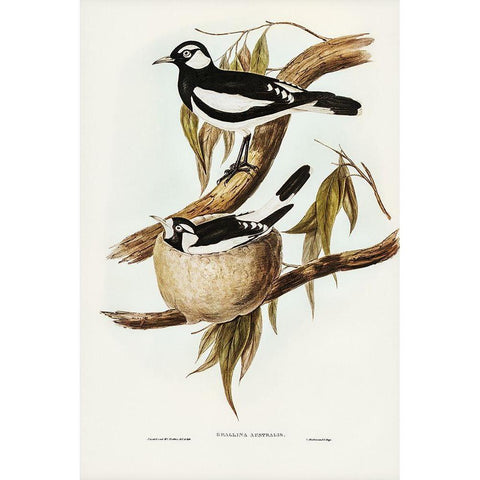 Pied Grallina-Crallina Australis Gold Ornate Wood Framed Art Print with Double Matting by Gould, John