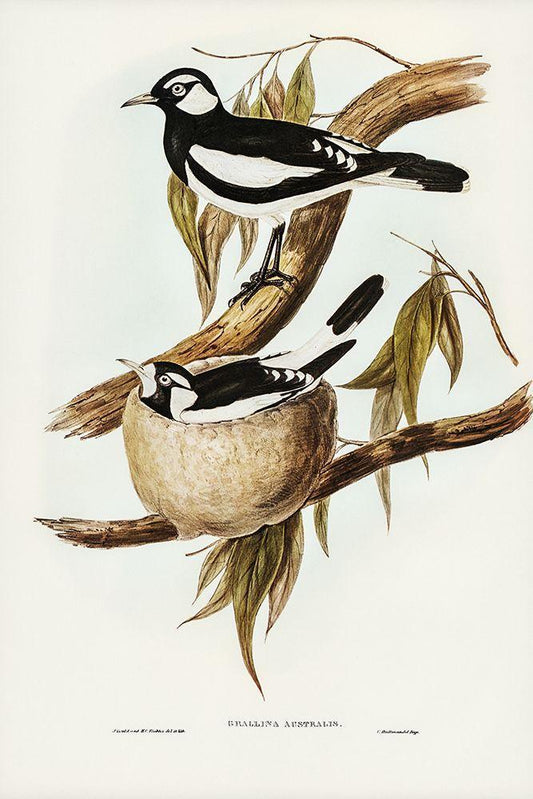 Image Only