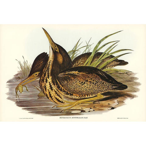 Australian Bittern-Botaurus Australis Gold Ornate Wood Framed Art Print with Double Matting by Gould, John