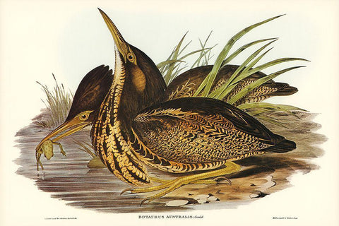 Australian Bittern-Botaurus Australis Black Ornate Wood Framed Art Print with Double Matting by Gould, John