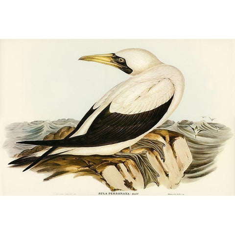 Masked Gannet-Sula personata Black Modern Wood Framed Art Print with Double Matting by Gould, John