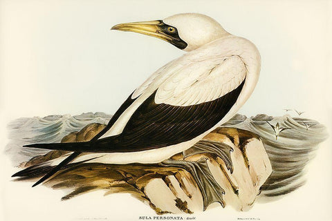 Masked Gannet-Sula personata White Modern Wood Framed Art Print with Double Matting by Gould, John