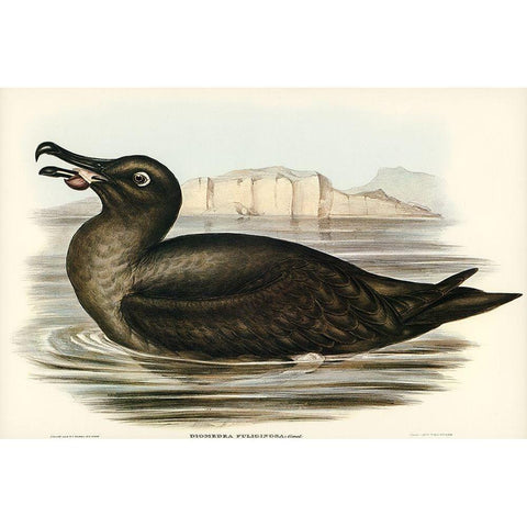 Sooty Albatros-Diomedea fuliginosa Gold Ornate Wood Framed Art Print with Double Matting by Gould, John