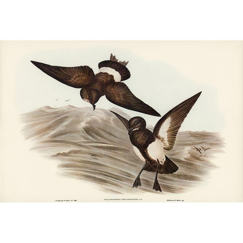 Black-bellied Storm Petrel-Thalassidroma melanogaster Gold Ornate Wood Framed Art Print with Double Matting by Gould, John