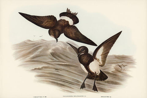 Black-bellied Storm Petrel-Thalassidroma melanogaster Black Ornate Wood Framed Art Print with Double Matting by Gould, John