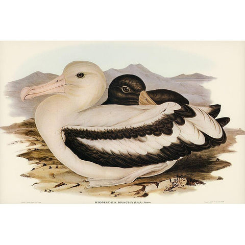 Short-tailed Albatros-Diomedea brachyura Gold Ornate Wood Framed Art Print with Double Matting by Gould, John