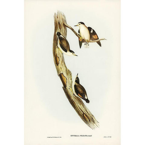 Black-capped Sittella-Sittella pileata White Modern Wood Framed Art Print by Gould, John