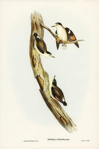 Black-capped Sittella-Sittella pileata White Modern Wood Framed Art Print with Double Matting by Gould, John