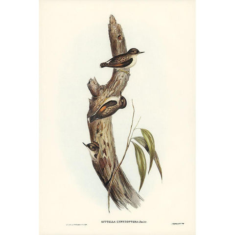 Orange-winged Sittella-Sittella chrysoptera Gold Ornate Wood Framed Art Print with Double Matting by Gould, John