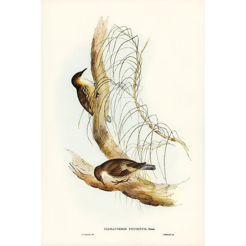 White-throated Tree-Creeper-Climacteris picumnus White Modern Wood Framed Art Print by Gould, John