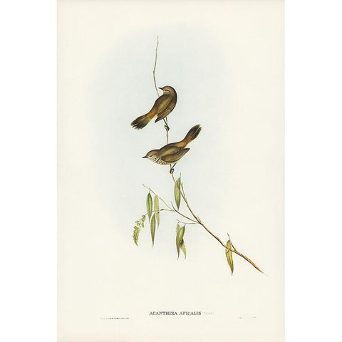 Western Acanthiza-Acanthiza apicalis Gold Ornate Wood Framed Art Print with Double Matting by Gould, John