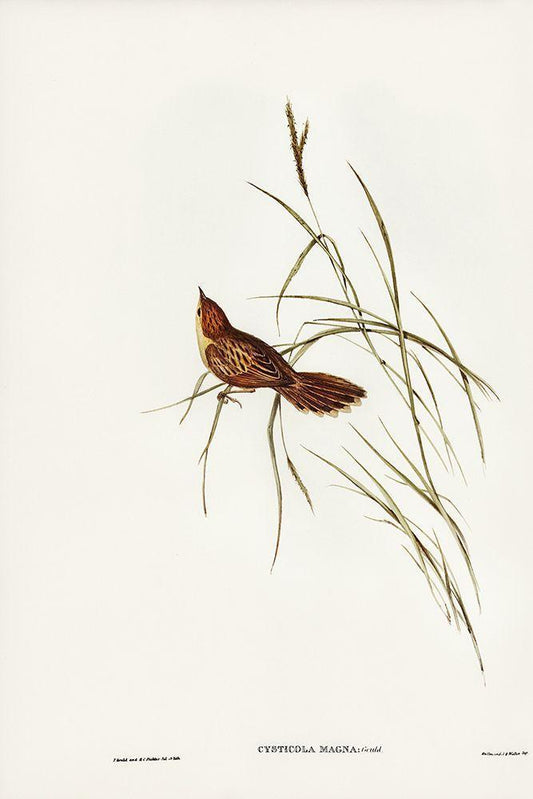 Image Only